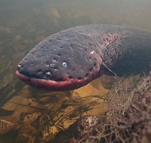 Imagem de uma enguia-elétrica, peixe robusto e largo, de olhos pequenos e corpo comprido, sob as águas de um rio amazônico.