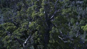 Vista aérea del antiguo bosque lluvioso templado en la Reserva Costera Valdiviana de TNC, Chile.