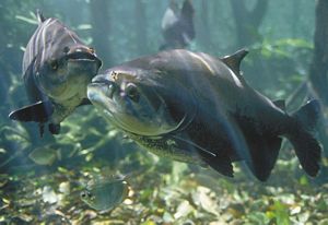 Grupo de tambaquis, peixes cinzentos e robustos, sob as águas cristalinas de um rio amazônico.