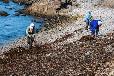  tres mujeres recogen algas en la playa