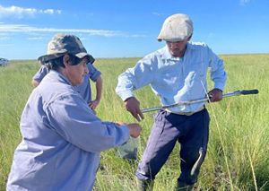 Tino están muestreando la tierra para ver la diferencia en la humedad del suelo de un lado y del otro de los bordos.