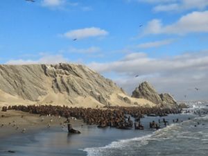 Leones marinos y gaviotas comparten en la costa de un área protegida. 