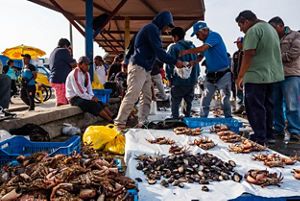 están trabajando con el Programa de Océanos de TNC en Perú para manejar su pesquería de forma más sostenible. 