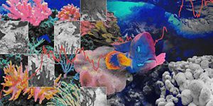 Collage fotográfico muestra los colores vibrantes de un arrecife saludable en contraposición con arrecife blanqueado.