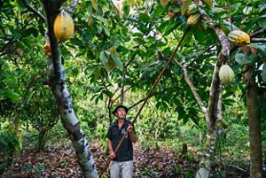 trabaja en su finca de São Félix do Xingu, Brasil. El cacao es un cultivo forestal sostenible originario de la Amazonía y el principal ingrediente del chocolate. 