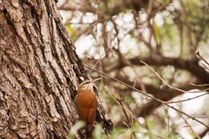 Scimitar-billed Woodcreeper. 