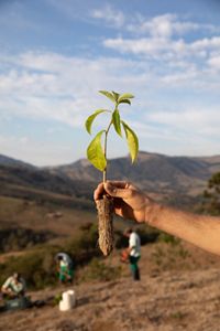  Technicians with the Conservador das Águas project planting a variety of native species in a reforestation area in Extrema, Minas Gerais, Brazil. August, 2018.