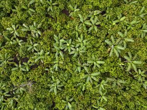 Vista aérea de cultivos de cacao usando agroforestería en el estado de Pará, Brasil. 