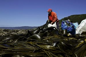 algas en la costa de la provincia chilena de Valdivia. La corriente de Humboldt, que fluye desde el extremo sur de Chile hasta el norte de Perú