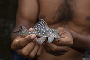 Bagre blindado, pequeno peixe de tons acinzentados e manchas brancas, com nadadeiras bem definidas, segurado por um pescador entre as mãos.