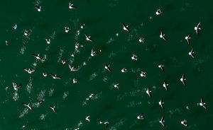 Birds in flight over an open ocean.