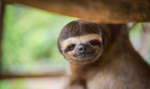 es uno de los cinco países más megadiversos del mundo. Es el segundo país, después de Colombia, en cuanto a aves y está entre los cinco primeros del mundo en cuanto a anfibios