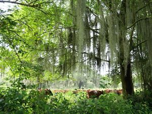 Un grupo de vacas pastando tranquilamente en un campo verde bajo un gran árbol.