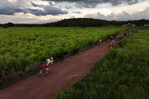 Un grupo de cinco personas paseando en bicicleta por un camino de tierra rodeado de vegetación.
