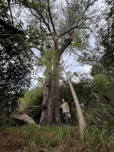 Un hombre se encuentra de pie junto a un gran árbol, mostrando su imponente tronco y sus extensas ramas.