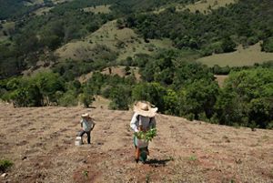 Trabajadores de reforestación en Mantiqueira, Brasil.