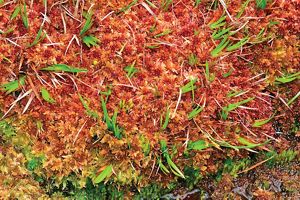 close up of sphagnum moss.