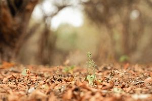 Una pequeña planta verde que emerge del suelo en el centro de un vasto campo abierto rodeada de hojas secas.
