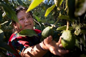 está transformando su granja familiar de fresas con uso intensivo de productos químicos en un sistema forestal sostenible que integra los cultivos y protege las fuentes de agu