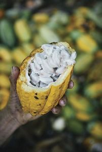 El cacao es un cultivo forestal sostenible nativo de la Amazonía y el ingrediente principal del chocolate.
