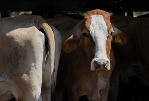 Una vaca con una etiqueta visible en la oreja, de pie en un campo de hierba bajo un cielo azul despejado.