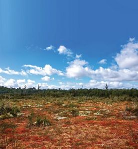 a peatland with trees and moss and a blue sky in the background.