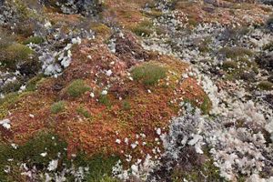 a mound covered in red, green and gray moss growing in a peatland.