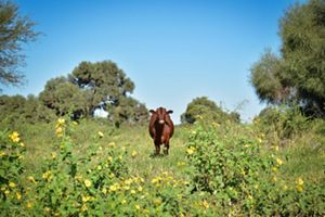 Vaca Gran Chaco.