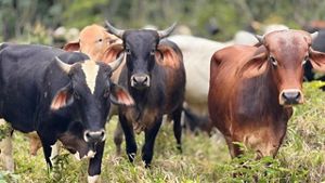  Un grupo de vacas se encuentra en un campo de hierba, mirando a la cámara. Algunas tienen pelaje marrón o negro, y una tiene una mancha blanca en la cabeza.