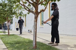 A woman wearing all black waters a young tree next to a sidewalk with a hose.