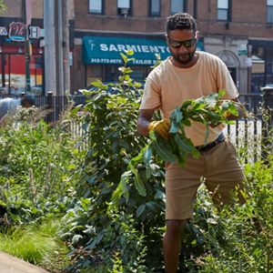 Two people tend to an urban native garden. 