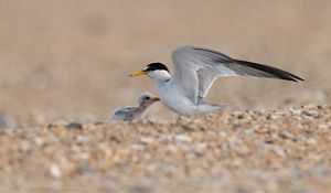 Nesting least tern bird with a chick.