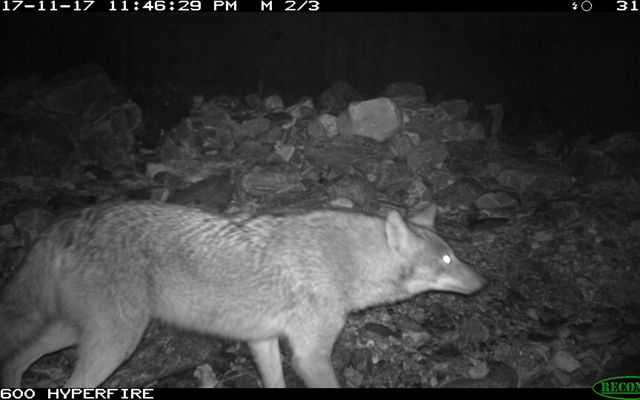 Black and white image of a coyote caught on a wild life camera at night.