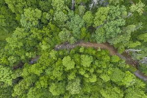 aerial view of a creek running through a green forest