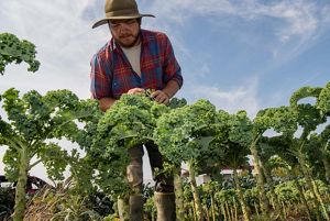 A man stands in a field and looks at upright stalks of kale plants.