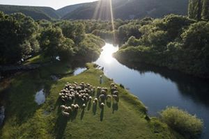 Sheep grazing next to a river.