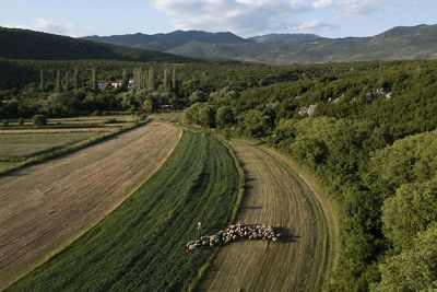 An aerial view of sheep grazing in a field.