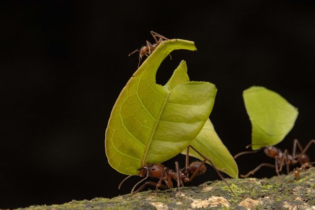 Leafcutter ants hauling leaves in the Belize forest.