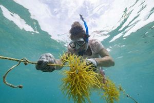 A snorkeler examines a strand of seaweed. 