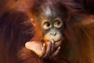 Close-up of the face of a young orangutan, its chin resting on its hand with its fingers extending over its mouth.