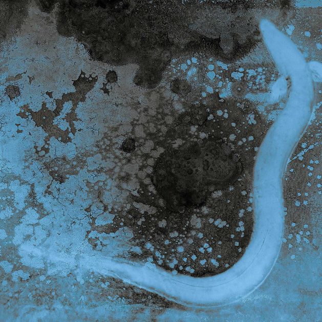 View looking down at an eel in murky water, which has a blue cast to it.