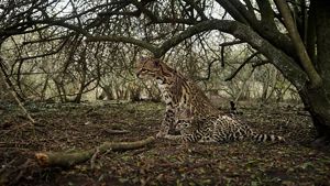 An adult ocelot sits besides an ocelot kitten in dense brush.