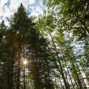 Sunlight shines through a forest. 