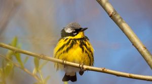 A magnolia warbler, a small songbird with a bright yellow body and a gray and black head, perches on a branch.