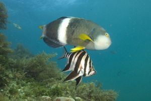 Male Blue-throated Wrasse and Old Wife swimming