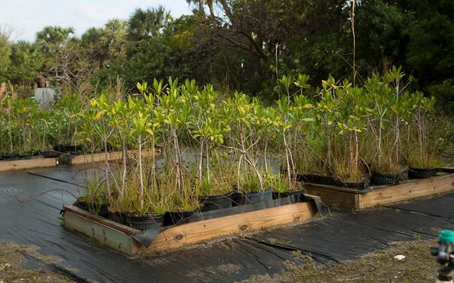Several mangrove plantings in pots, waiting to be planted at a nature preserve in Florida.