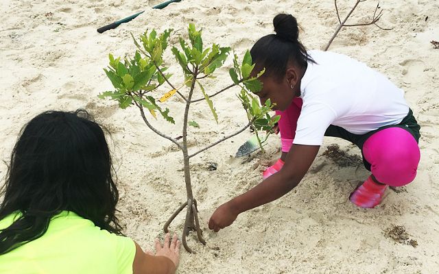 These volunteers plant mangroves on the Blowing Rocks Preserve shoreline as part of their field trip. 
