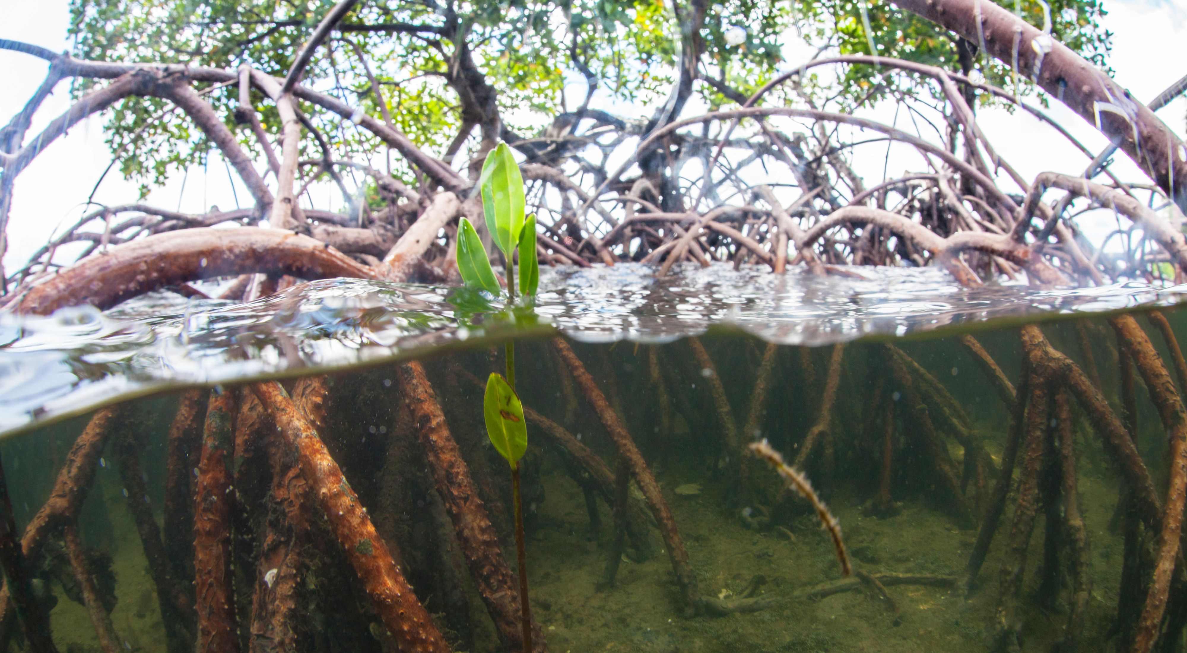 Mangrove roots rising up from the sea floor in Florida. 
