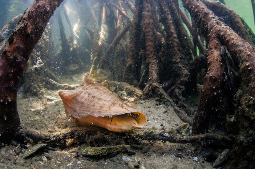 A conch rests in sand of a shallow ocean floor, surrounded by the roots of a mangrove forest.