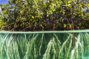 roots of mangroves below the water with trunks and trees above water